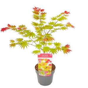 Acer shirasawanum Moonrise - afbeelding 1