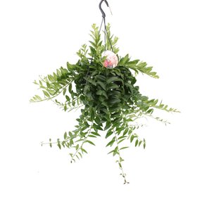 Aeschynanthus 'Japhrolepis' (lipstickplant)