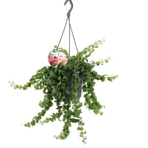 Aeschynanthus 'Twister' (lipstickplant)