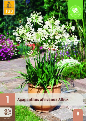 Agapanthus africanus albus 1st