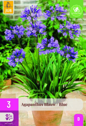 Agapanthus blauw 3st