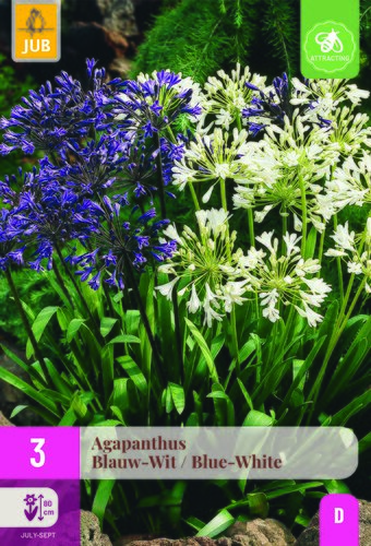Agapanthus blauw - wit 3st