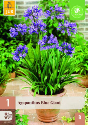 Agapanthus blue giant 1st