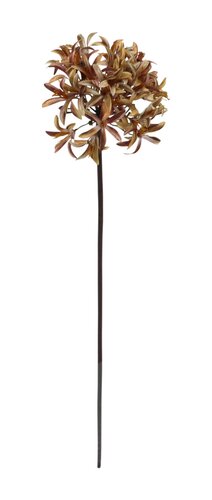 Agapanthus H 80 cm naturel