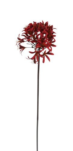 Agapanthus H 80 cm rood