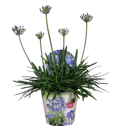 Agapanthus, in 17cm-pot