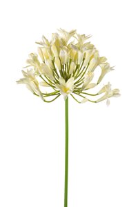 Agapanthus spray cream 75cm