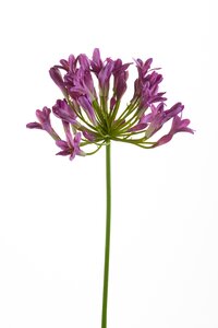 Agapanthus spray lt purple 75cm