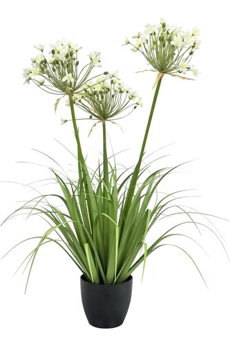 Agapanthus Zijde - H80cm Wit