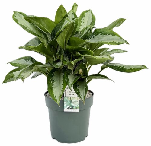 Aglaonema 'Diamond Bay', in 27cm-pot - afbeelding 1