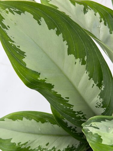 Aglaonema 'Diamond Bay', in 27cm-pot - afbeelding 2