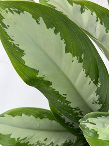 Aglaonema 'Diamond Bay', in 27cm-pot - afbeelding 2