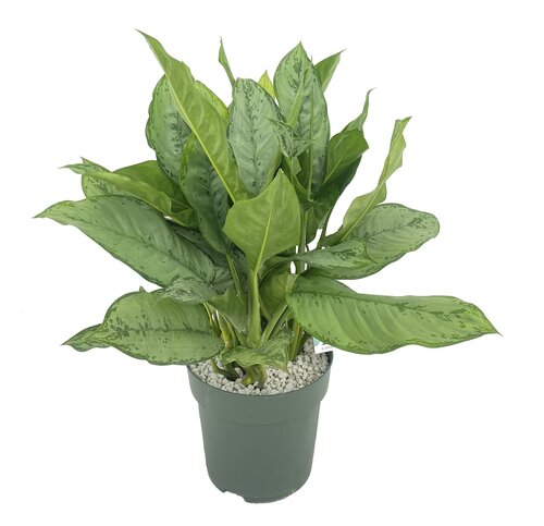 Aglaonema 'Freedman', in 27cm-pot