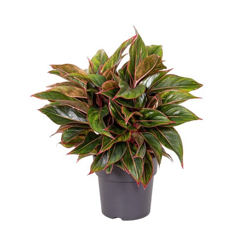 Aglaonema Jungle Red, in 19cm-pot