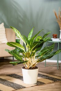 Aglaonema Keylime, in 21cm-pot - afbeelding 4