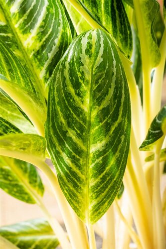 Aglaonema Keylime, in 21cm-pot - afbeelding 2