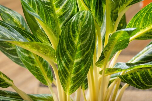 Aglaonema Keylime, in 21cm-pot - afbeelding 3