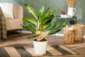Aglaonema Keylime, in 21cm-pot - afbeelding 5