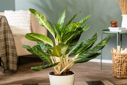 Aglaonema Keylime, in 21cm-pot - afbeelding 6