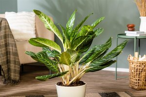 Aglaonema Keylime, in 21cm-pot - afbeelding 6