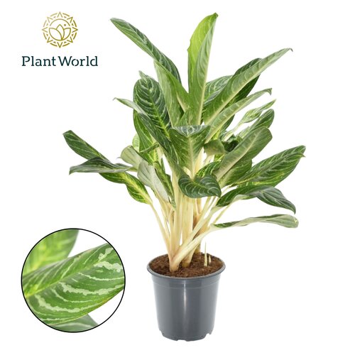 Aglaonema Keylime, in 21cm-pot - afbeelding 1