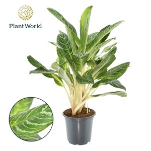 Aglaonema Keylime, in 21cm-pot