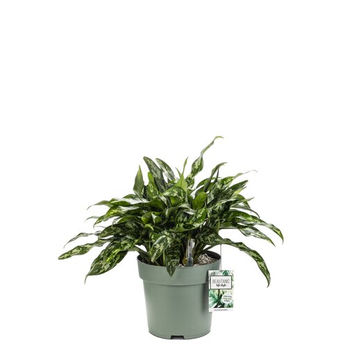 Aglaonema 'Maria', in 27cm-pot