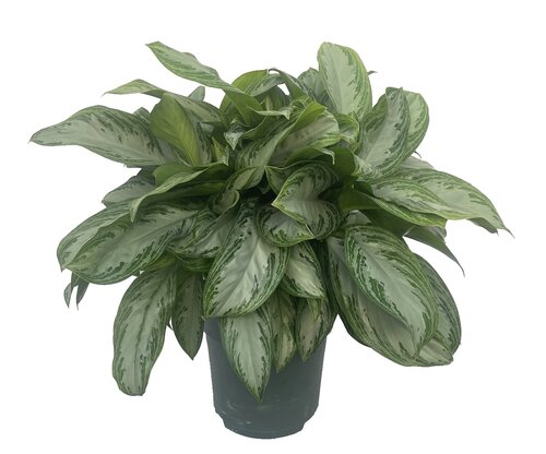 Aglaonema 'Silver Bay', in 27cm-pot - afbeelding 1