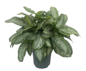 Aglaonema 'Silver Bay', in 27cm-pot - afbeelding 1