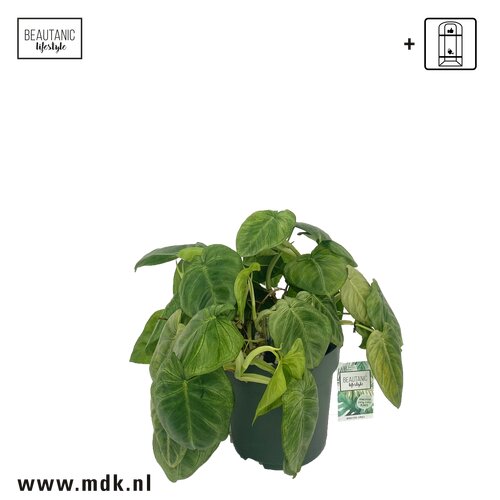 Aglaonema 'Silver Bay', in 27cm-pot - afbeelding 2