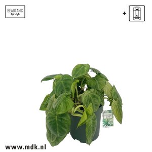 Aglaonema 'Silver Bay', in 27cm-pot - afbeelding 2