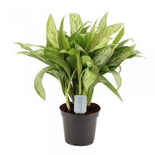 Aglaonema Silver Queen, in 14cm-pot