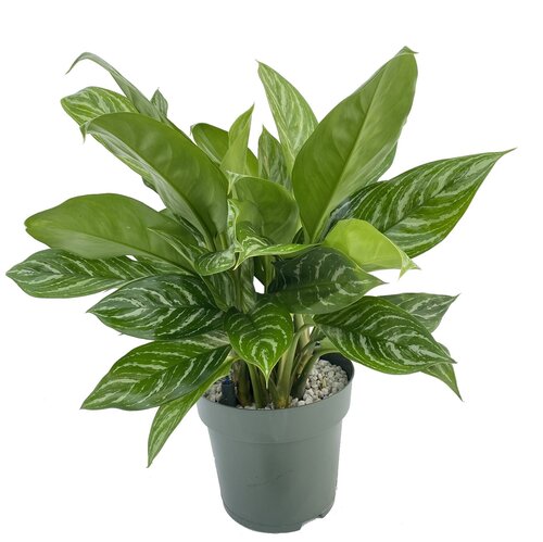 Aglaonema 'Stripes', in 27cm-pot