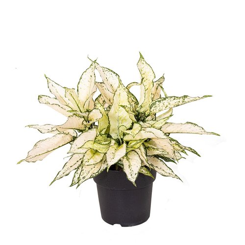 Aglaonema White Kiwi, in 19cm-pot