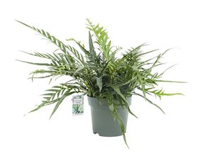 Agloamorpha Jim, in 27cm-pot