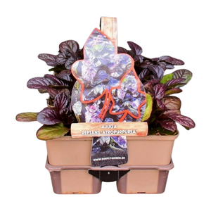 Ajuga reptans 'Atropurpurea' in sixpack