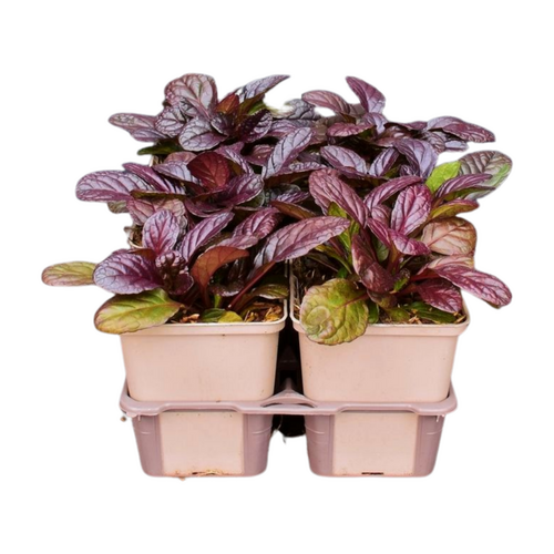Ajuga reptans 'Atropurpurea' in sixpack - afbeelding 2