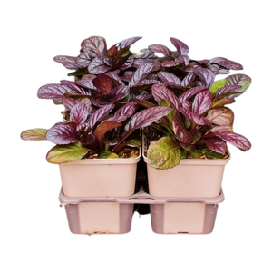 Ajuga reptans 'Atropurpurea' in sixpack - afbeelding 2