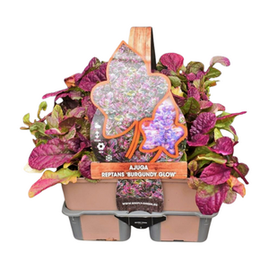 Ajuga reptans 'Burgundy Glow' in sixpack