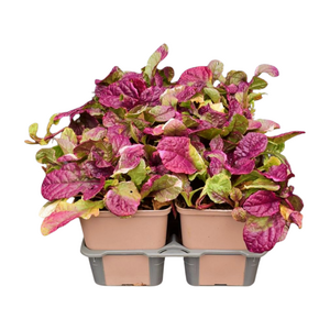 Ajuga reptans 'Burgundy Glow' in sixpack - afbeelding 2