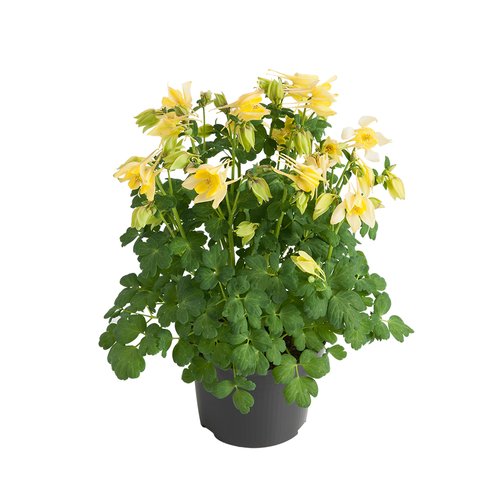 Akelei, in 17cm-pot