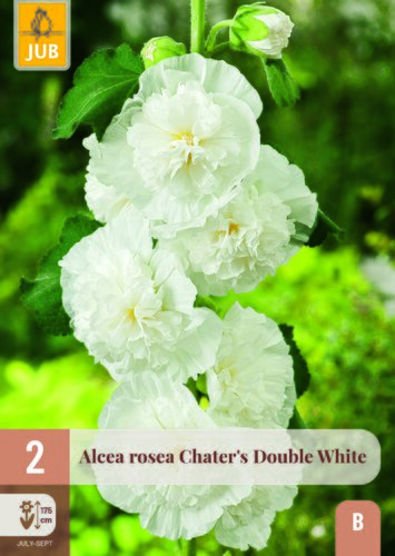 Alcea rosea chaters double white 2st