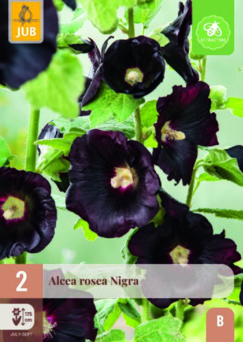 Alcea rosea nigra 2st