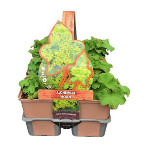 Alchemilla mollis in sixpack - afbeelding 1