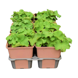Alchemilla mollis in sixpack - afbeelding 2