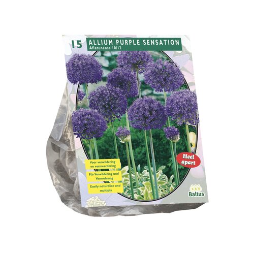 Allium Aflatunense Purple Sensation per 15 - afbeelding 1
