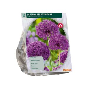 Allium Aflatunense Purple Sensation per 15 - afbeelding 2
