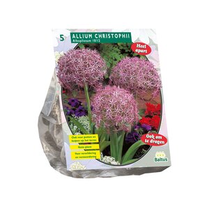Allium Albopilosum Christophii per 5 - afbeelding 1