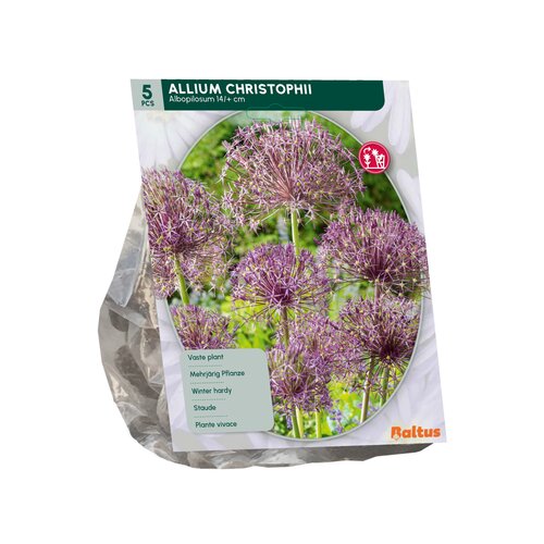 Allium Albopilosum Christophii per 5 - afbeelding 2