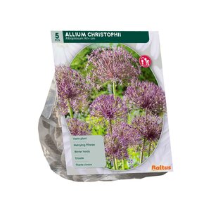 Allium Albopilosum Christophii per 5 - afbeelding 2